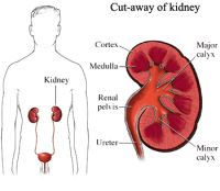 Blood and Marrow Beneficial For Kidney Transplant Patients