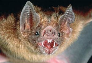  Northeast Bat Population Decreasing Due to Unknown Disease....