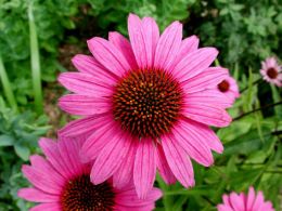 A new study on one of the most popular herbal remedies, echinacea has shown that when it comes to preventing the common cold it is worthless